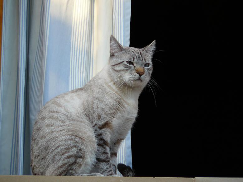 Free stock image of Pet created by Pixabay