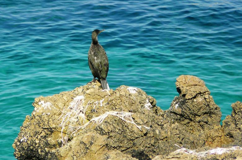 Free stock image of Bird created by Pixabay