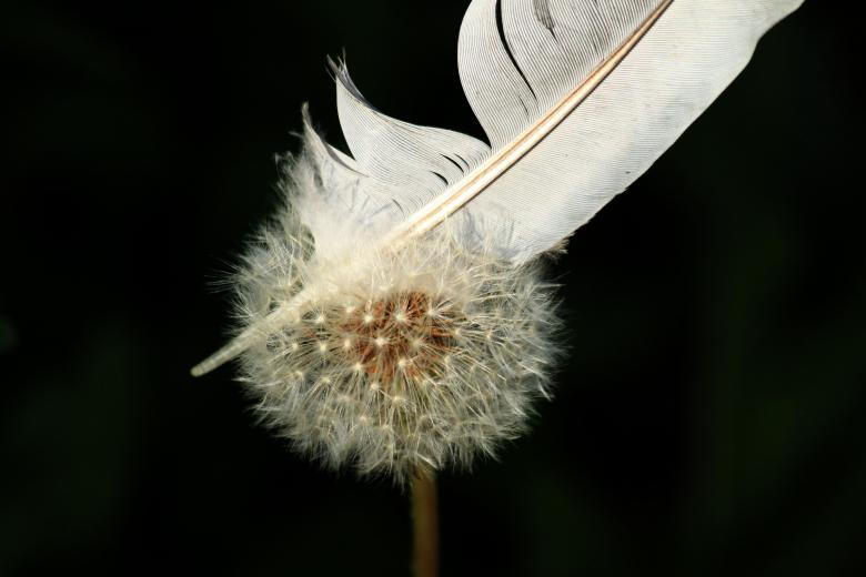 Free stock image of Dandelion created by Pixabay
