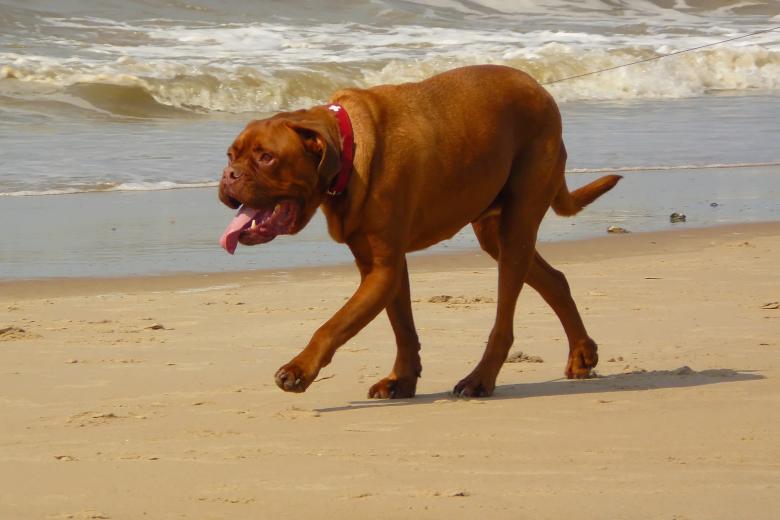Free stock image of Pet created by Pixabay
