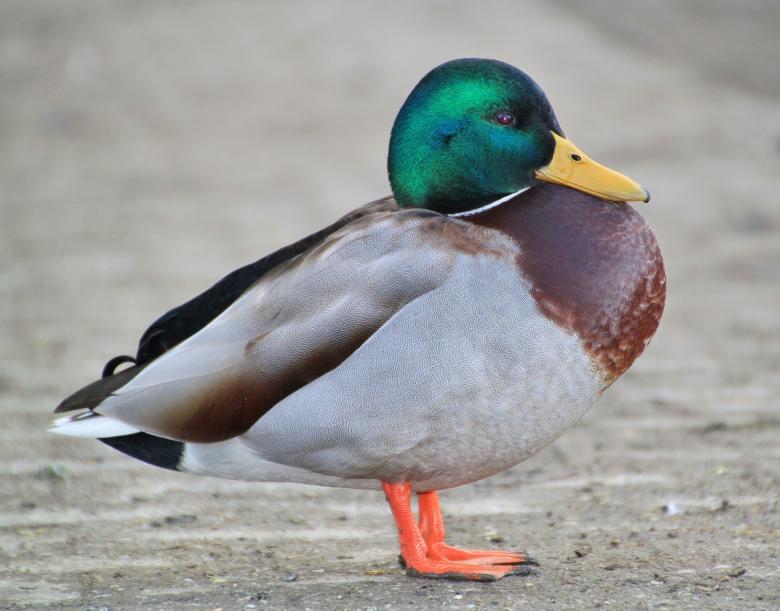 Free stock image of Duck created by Pixabay
