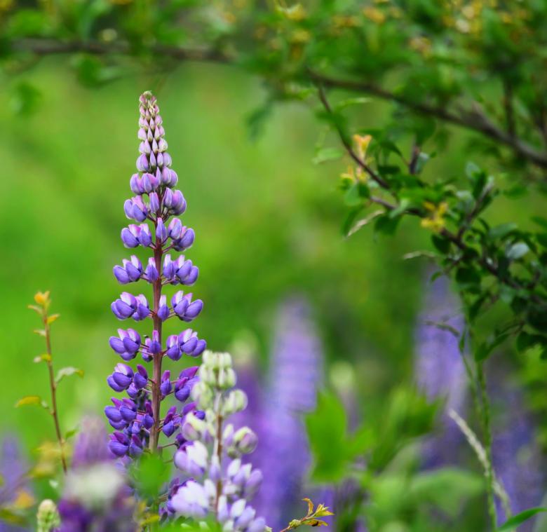 Free stock image of Flowers created by Pixabay