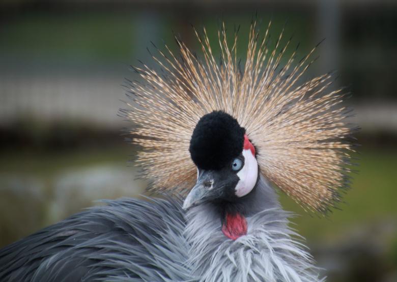 Free stock image of Crowned created by Pixabay