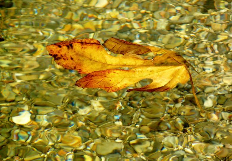 Free stock image of Fallen created by Pixabay