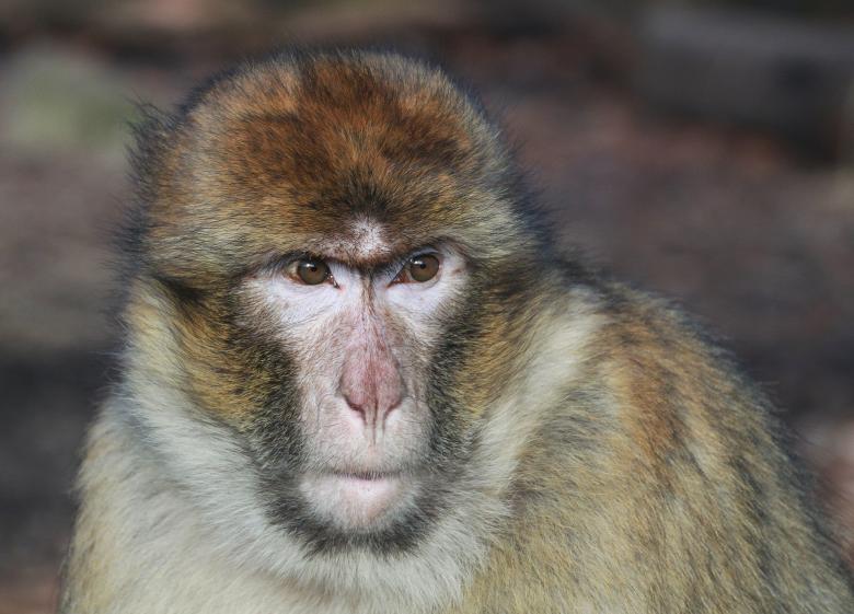 Free stock image of Monkey created by Pixabay