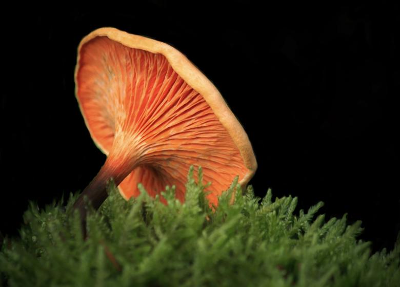 Free stock image of Mushroom created by Pixabay