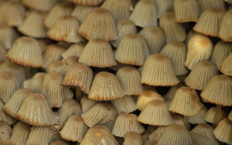 Free stock image of Mushrooms created by Pixabay