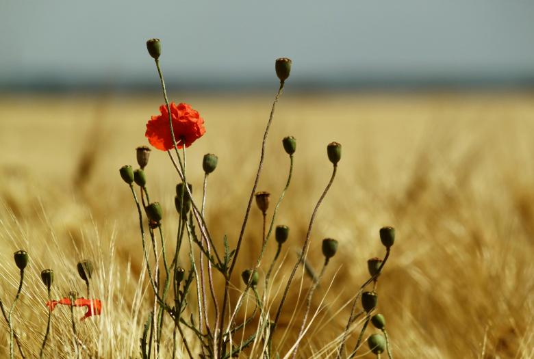 Free stock image of Poppy created by Pixabay