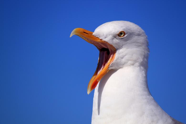 Free stock image of Seagull created by Pixabay
