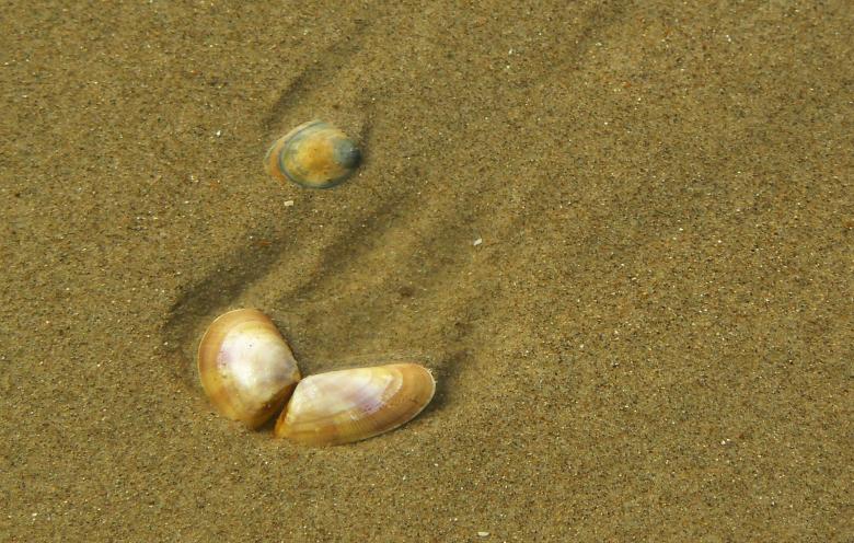 Free stock image of Shell created by Pixabay