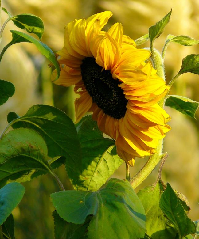 Free stock image of Sunflower created by Pixabay