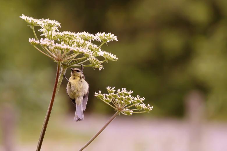 Free stock image of Bird created by Pixabay