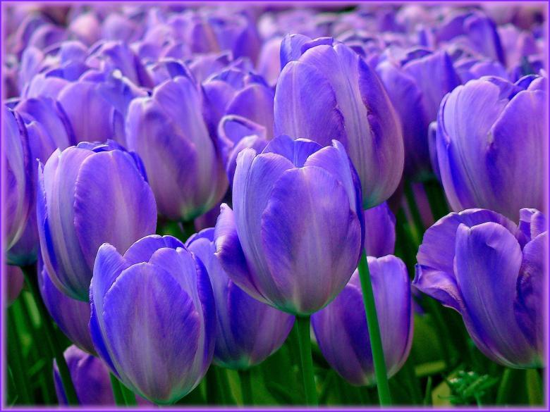Free stock image of Tulips created by Pixabay