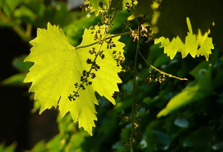 Free stock image of Nature created by Pixabay