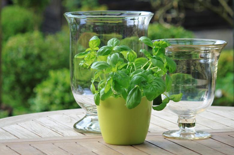 Free stock image of Fresh Plant created by Pixabay