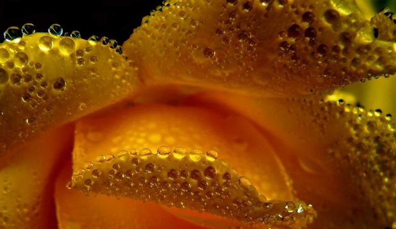 Free stock image of Beaded created by Pixabay