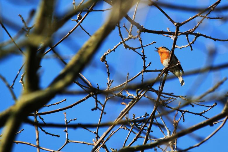Free stock image of Bird created by Pixabay