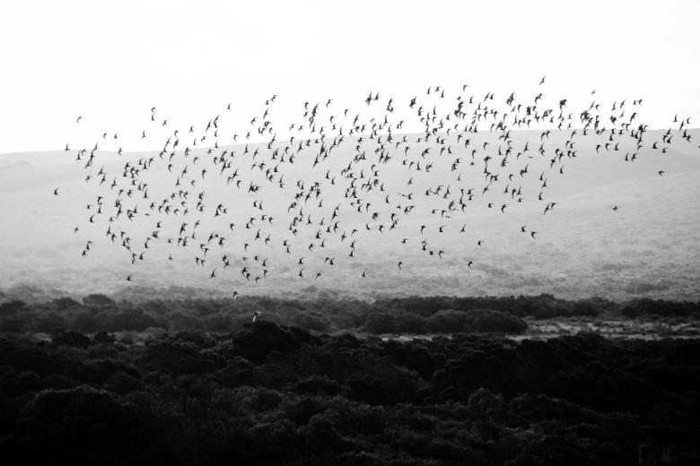 Free stock image of Birds created by Pixabay
