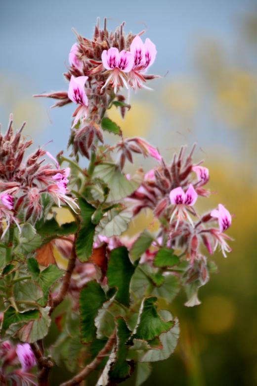 Free stock image of Fresh created by Pixabay