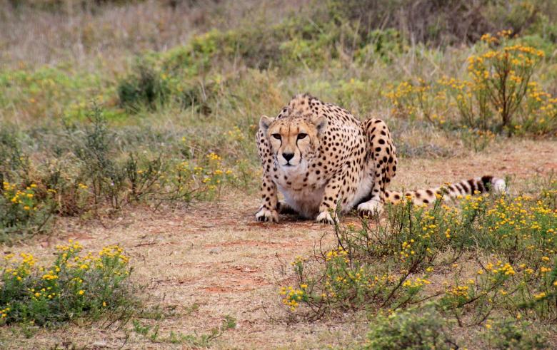 Free stock image of Cheetah created by Pixabay