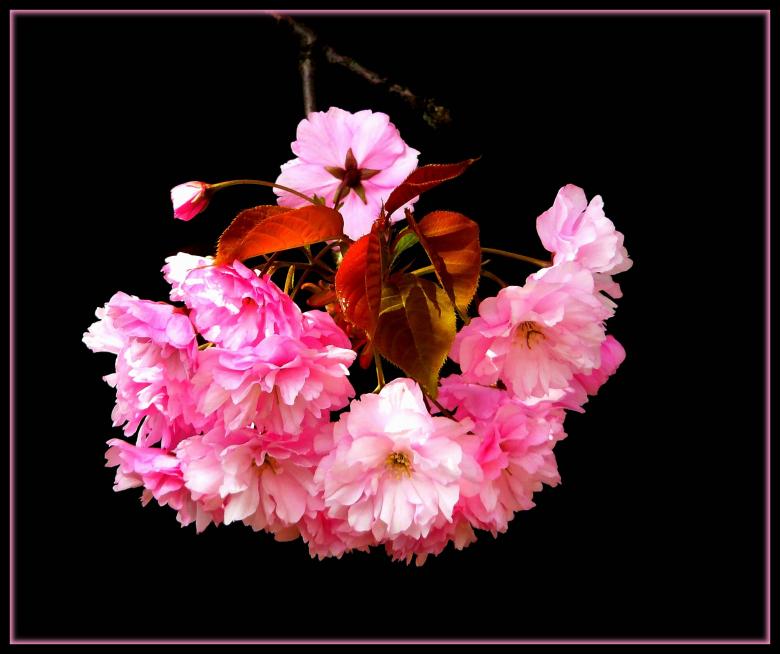 Free stock image of Flower created by Pixabay