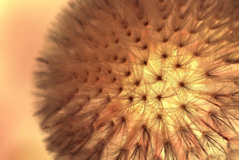 Free stock image of Dandelion created by Pixabay
