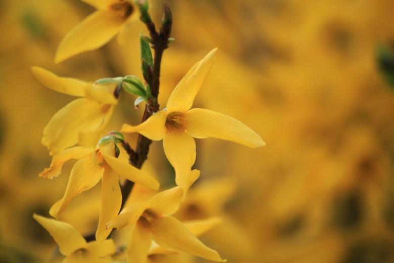 Free stock image of Flower created by Pixabay