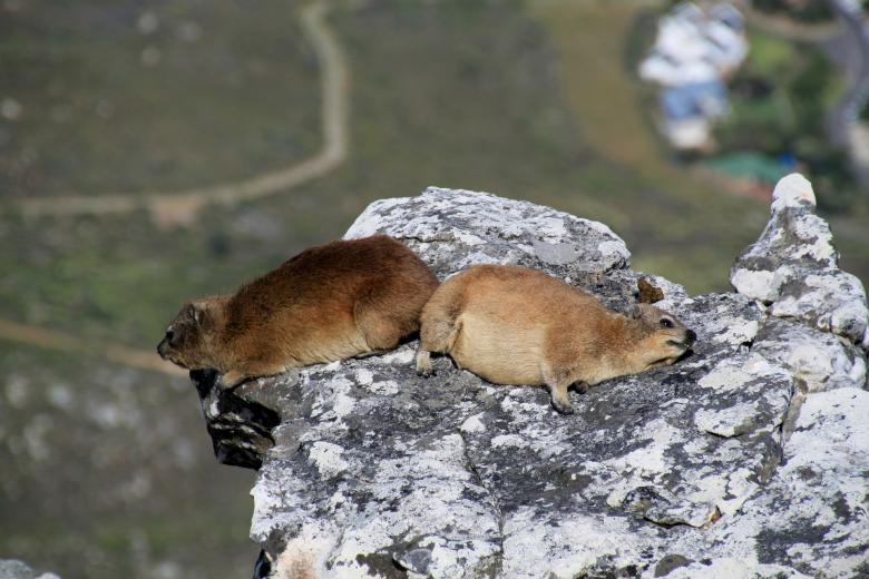 Free stock image of Two Mice created by Pixabay