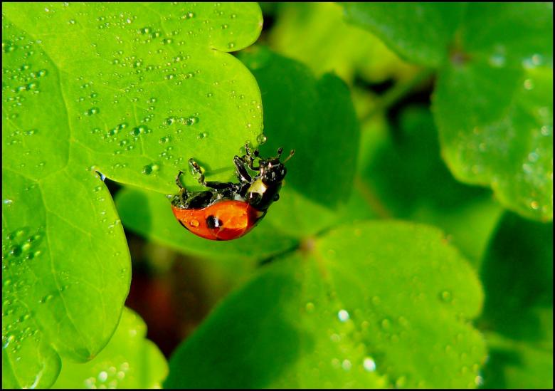 Free stock image of Ladybug on Plant created by Pixabay