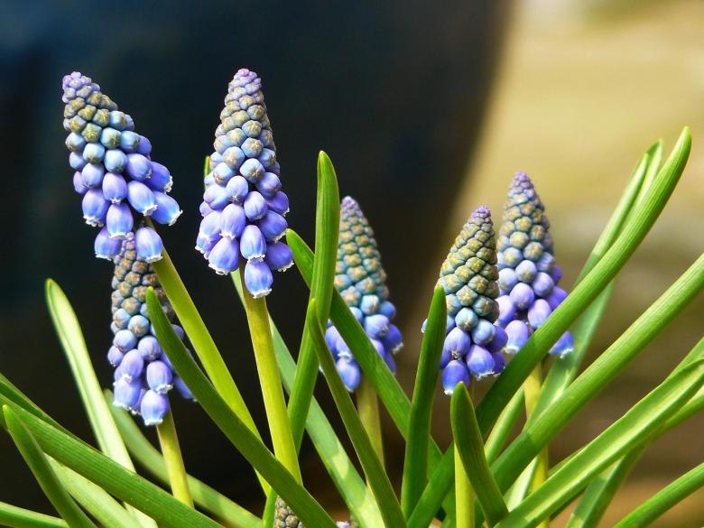 Free stock image of Flower created by Pixabay