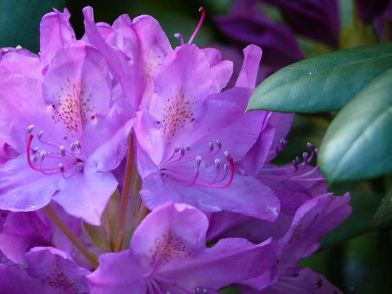 Free stock image of Flower created by Pixabay
