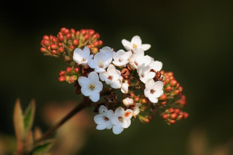 Free stock image of Flower created by Pixabay