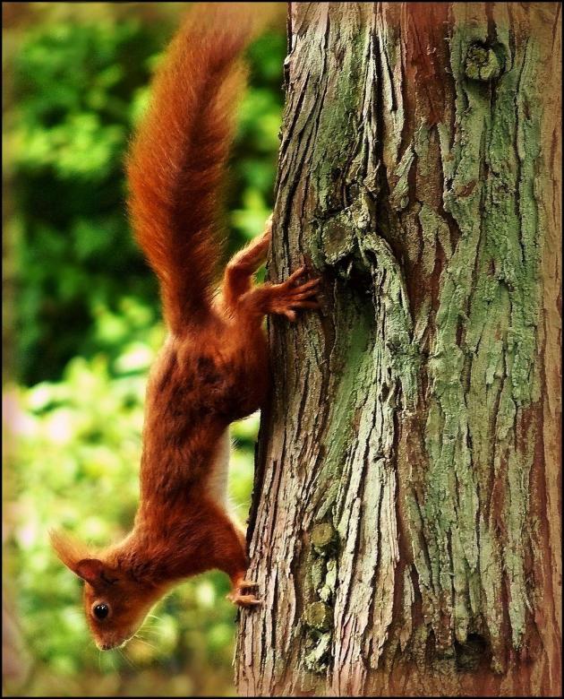 Free stock image of Squirrel created by Pixabay