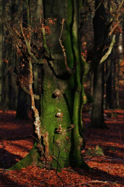 Free stock image of Tree created by Pixabay