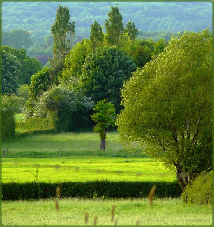 Free stock image of Trees created by Pixabay