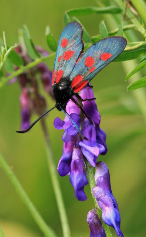 Free stock image of Burnet created by Pixabay