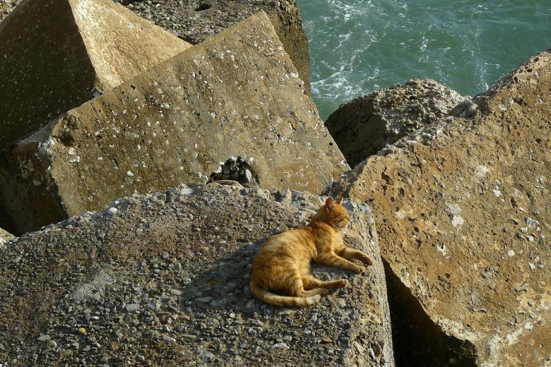Free stock image of Pet created by Pixabay