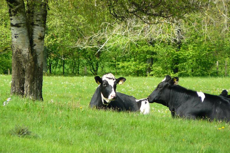 Free stock image of Cows created by Pixabay