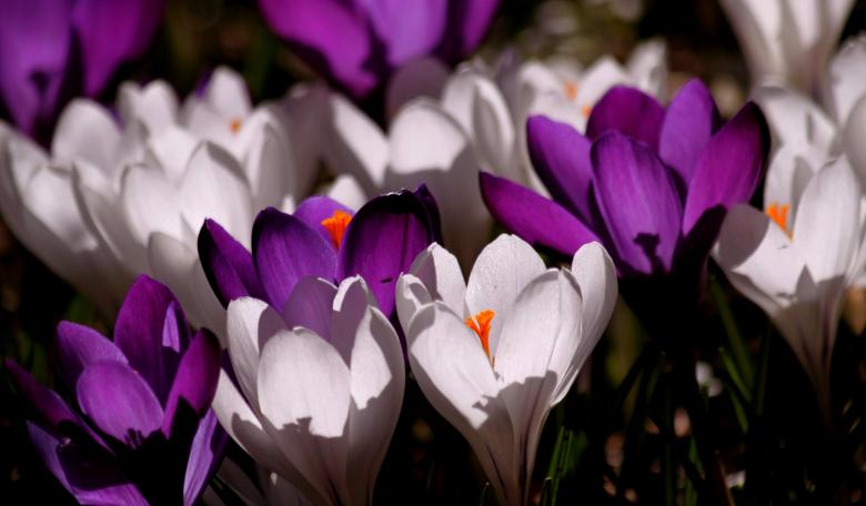 Free stock image of Blooming created by Pixabay