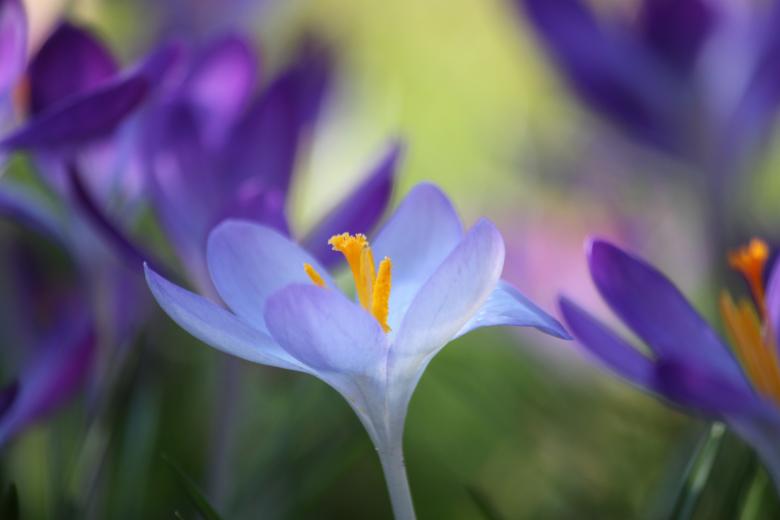 Free stock image of Crocus created by Pixabay