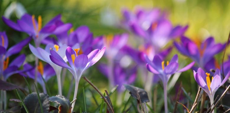 Free stock image of Flowers created by Pixabay
