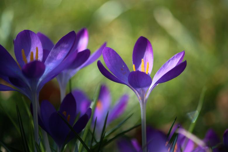 Free stock image of Crocus created by Pixabay