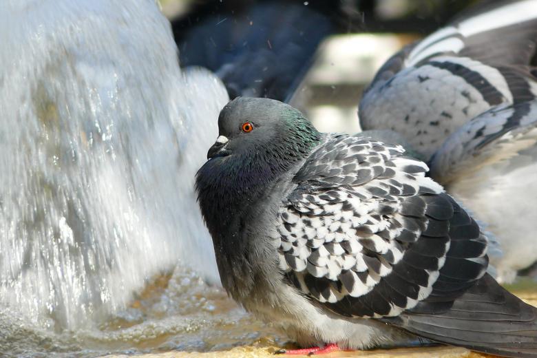 Free stock image of Dove created by Pixabay
