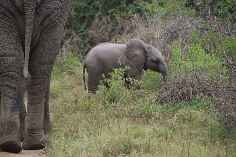 Free stock image of Little Elephant created by Pixabay