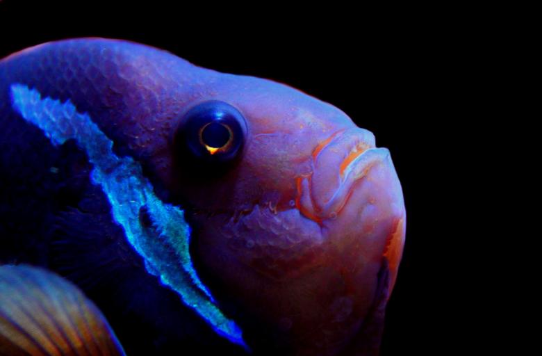 Free stock image of Fish created by Pixabay
