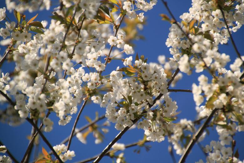 Free stock image of Nature created by Pixabay