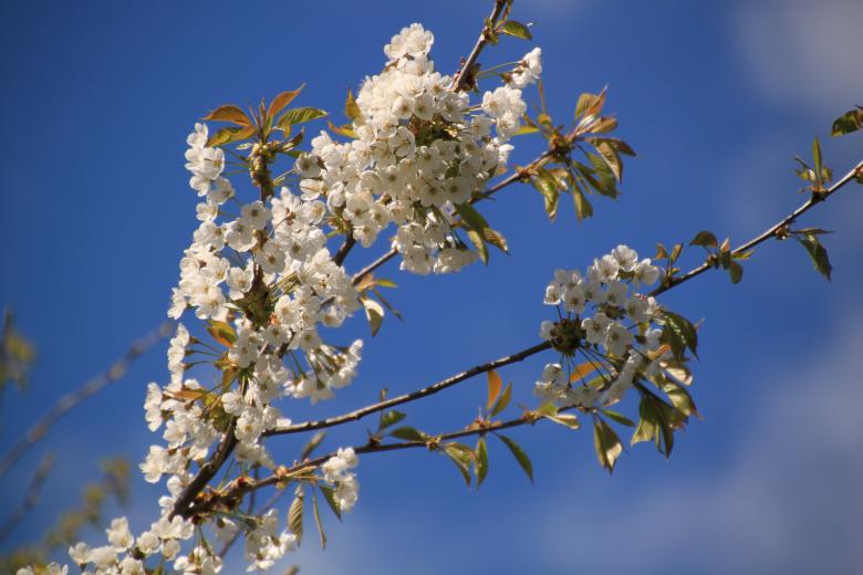 Free stock image of White Flowers created by Pixabay