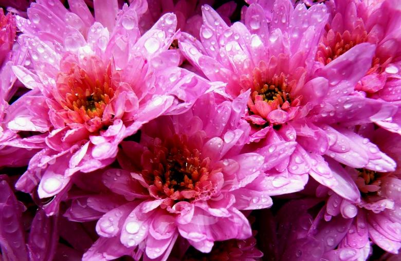 Free stock image of Flowers created by Pixabay