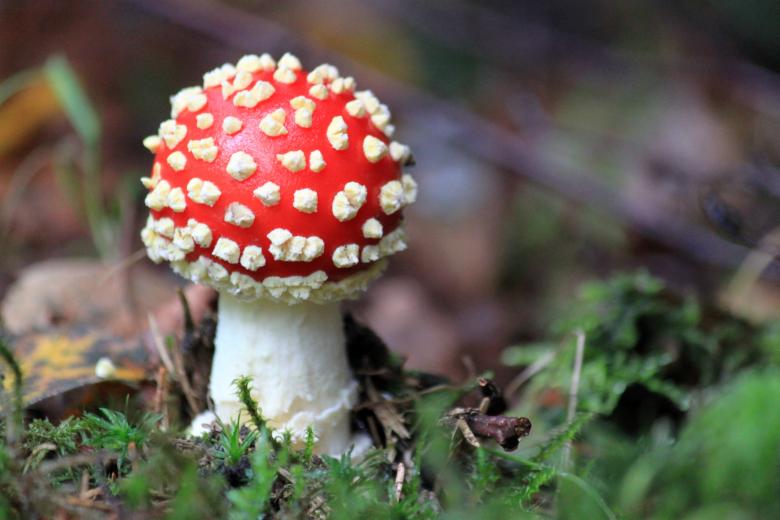 Free stock image of Fly-agaric created by Pixabay