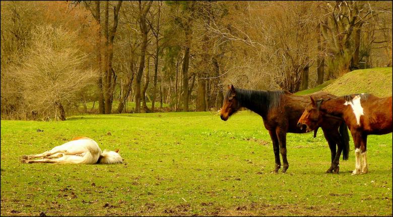 Free stock image of Stable created by Pixabay